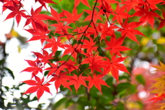 萌え盛る紅葉　５
