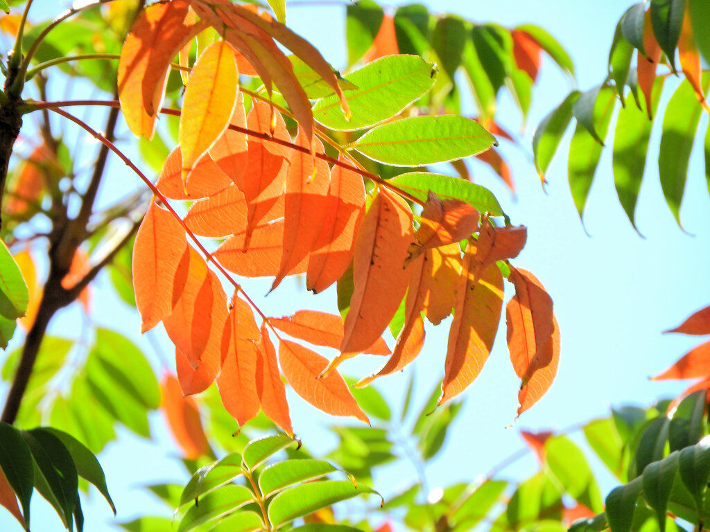 グラデーション「櫨の木（はぜのき）」（紅葉）２