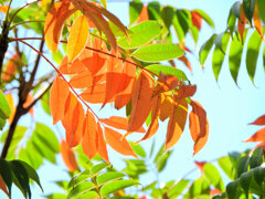 グラデーション「櫨の木（はぜのき）」（紅葉）２