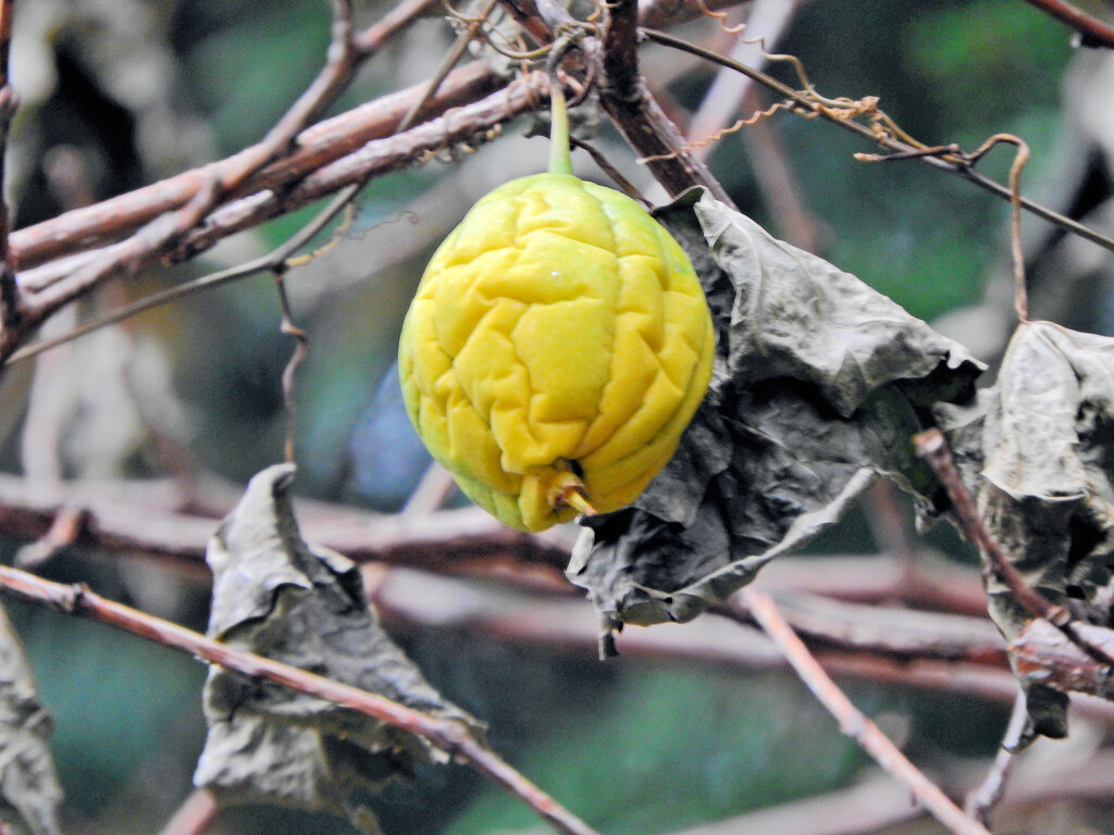 キカラスウリ（黄烏瓜）実１