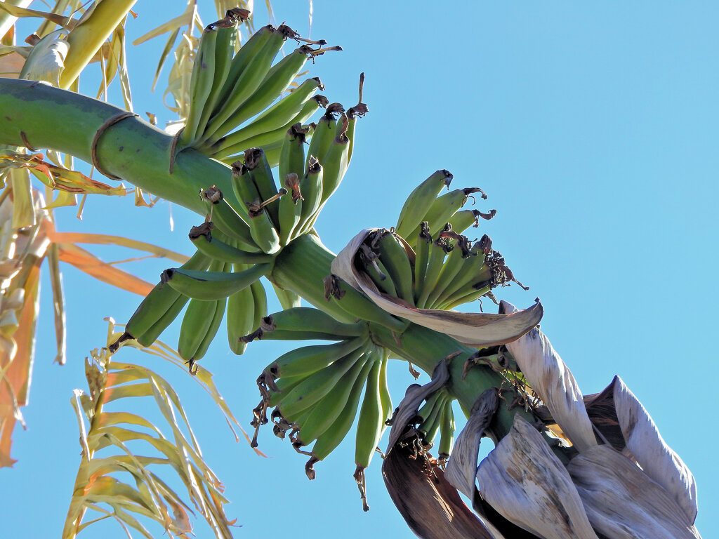 寒風にさらされるバナナ　４