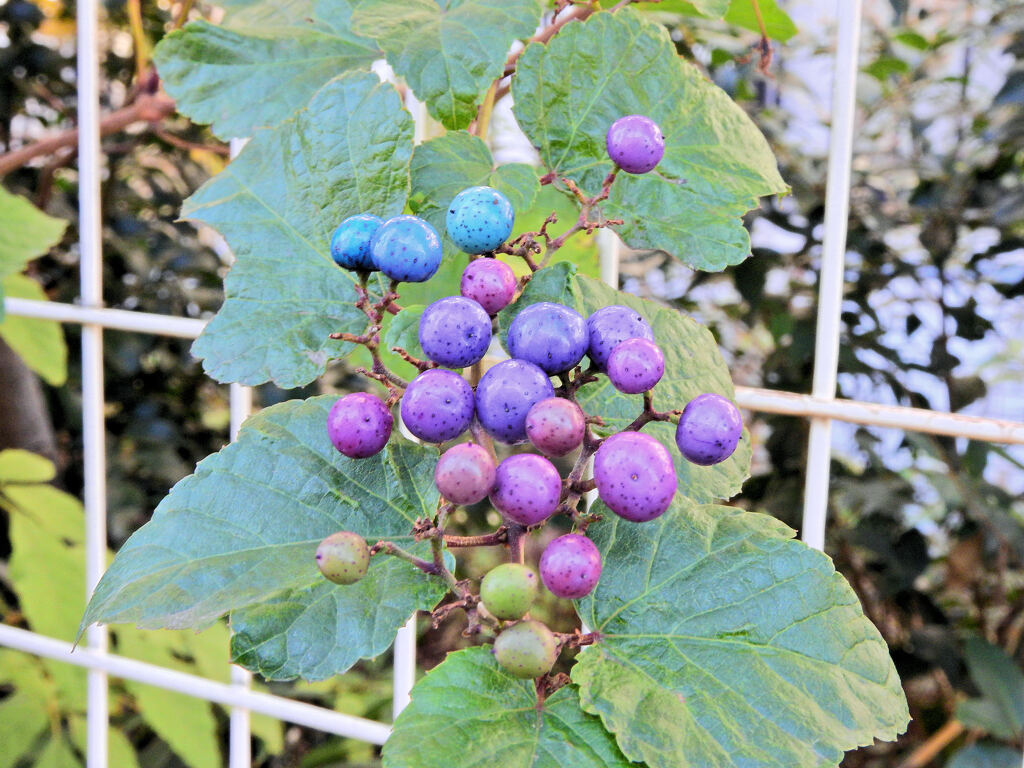 野葡萄の実　１