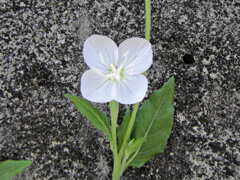 赤花夕化粧 （あかばなゆうげしょう）の白花　４