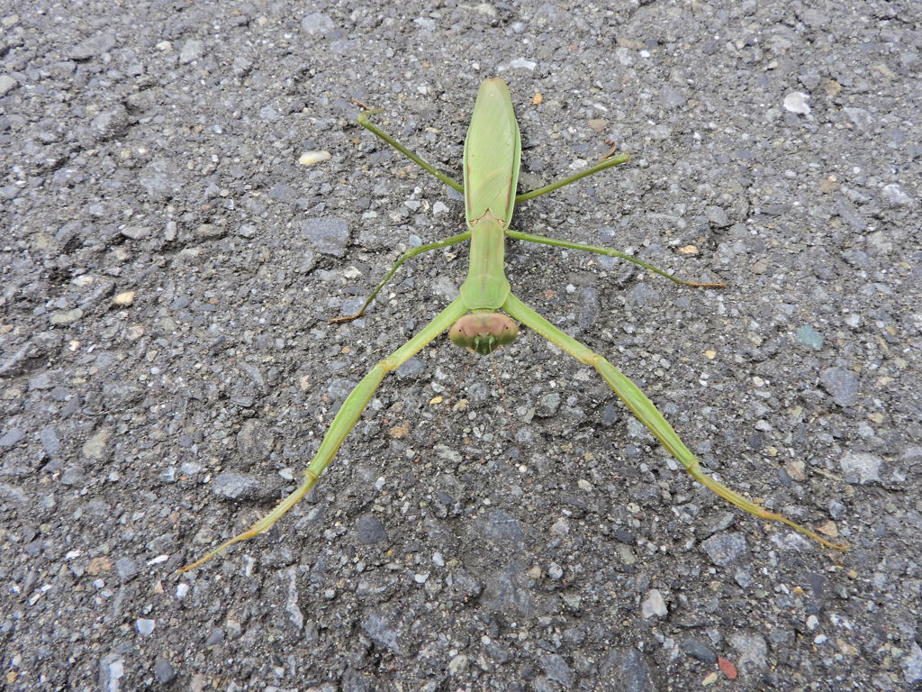 蟷螂さんと出合って遊んだ(∩.∩）　１