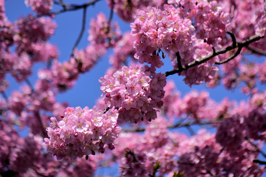 綺麗に咲く河津桜