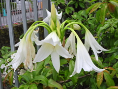 （アフリカ浜木綿（はまゆう）１