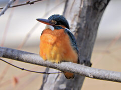 今日の　カワセミ　さん　３