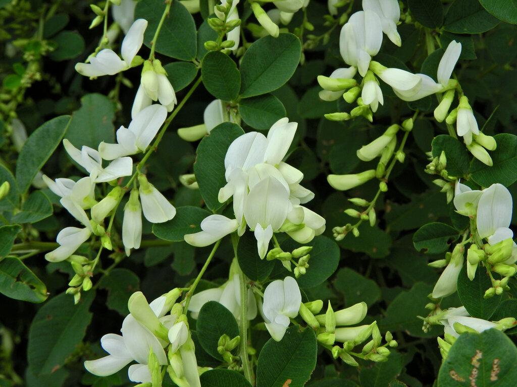 白花の萩　２