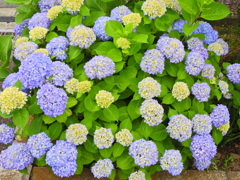 紫陽花　１