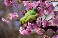 河津桜を喰い散らす　ワカケホンセイインコ　④