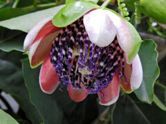 真冬のパッションフルーツの花　７