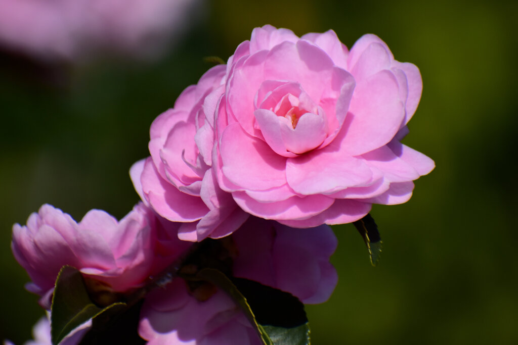 山茶花　８