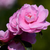 山茶花　８