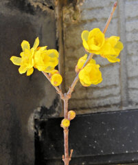 蠟梅（ロウバイ）が開花　７