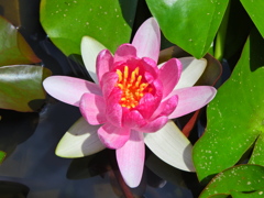睡蓮　５