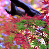 近所のお寺でⅡ　紅葉　６