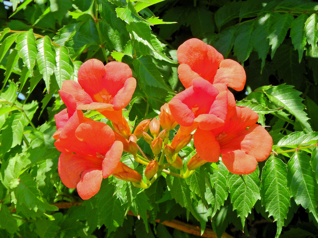 「アメリカ凌霄花」１