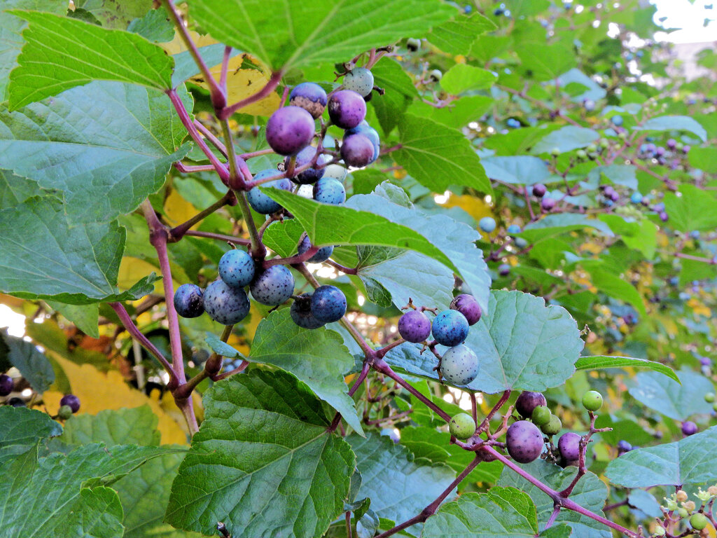 野葡萄の実　６