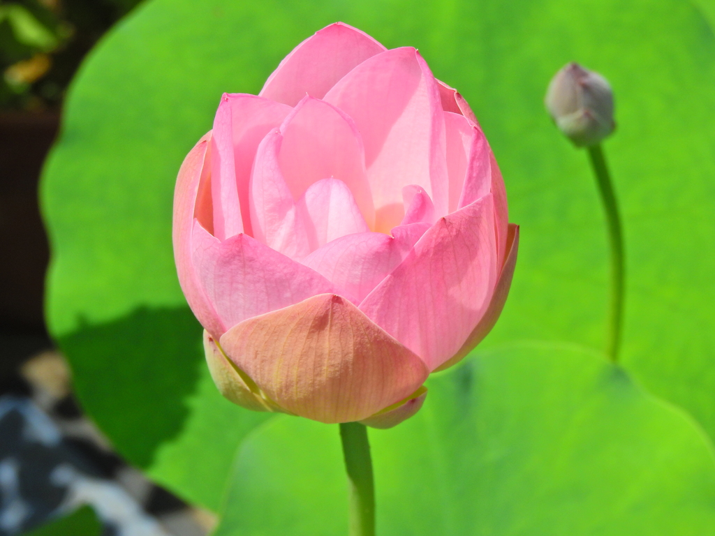 蓮の花　９