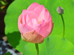 蓮の花　９