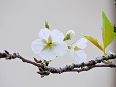 近所でソメイヨシノが開花・狂い咲き？　4/4