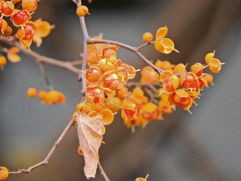 弾けた　ツルウメモドキ（蔓梅擬）２