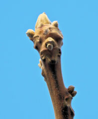 オニグルミの新芽（冬芽）羊の顔か猿の顔？　１