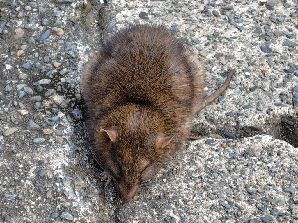 クマネズミ、ドブネズミ？　４