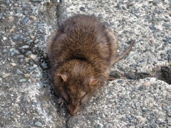 クマネズミ、ドブネズミ？　４