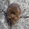 クマネズミ、ドブネズミ？　４
