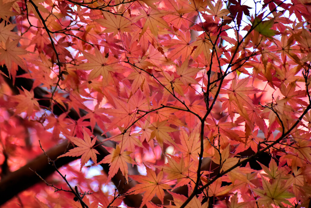 紅葉　在庫処分　９