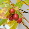 姫林檎　７
