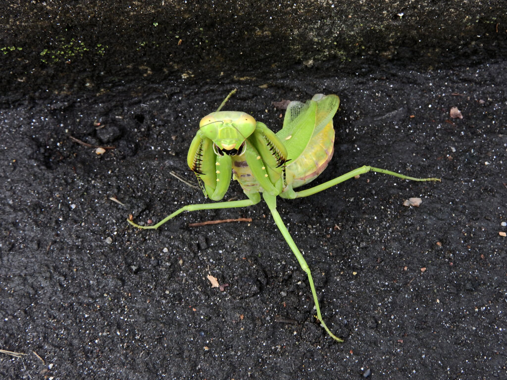 カマキリさんに出合った　5/8