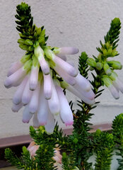 エリカ　様　６