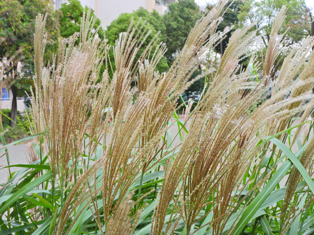 ｽｷｯ(*´ω｀)ﾉﾞ⌒☆　ススキ　薄　１