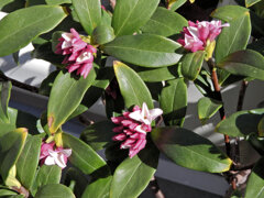 沈丁花　２
