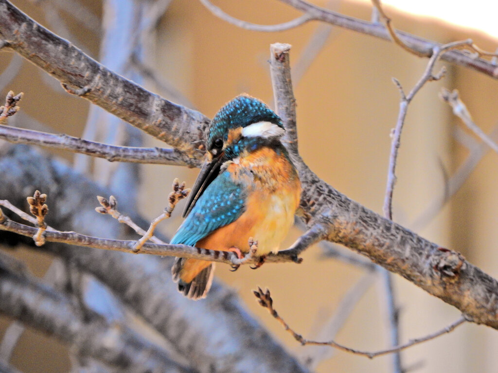 今日のカワセミ　さん　♂　５