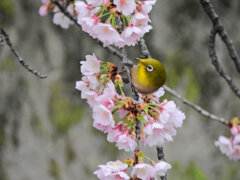 大寒桜（オオカンザクラ）にメジロ　５