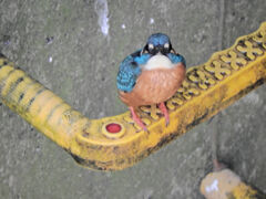 カワセミ　さん　４