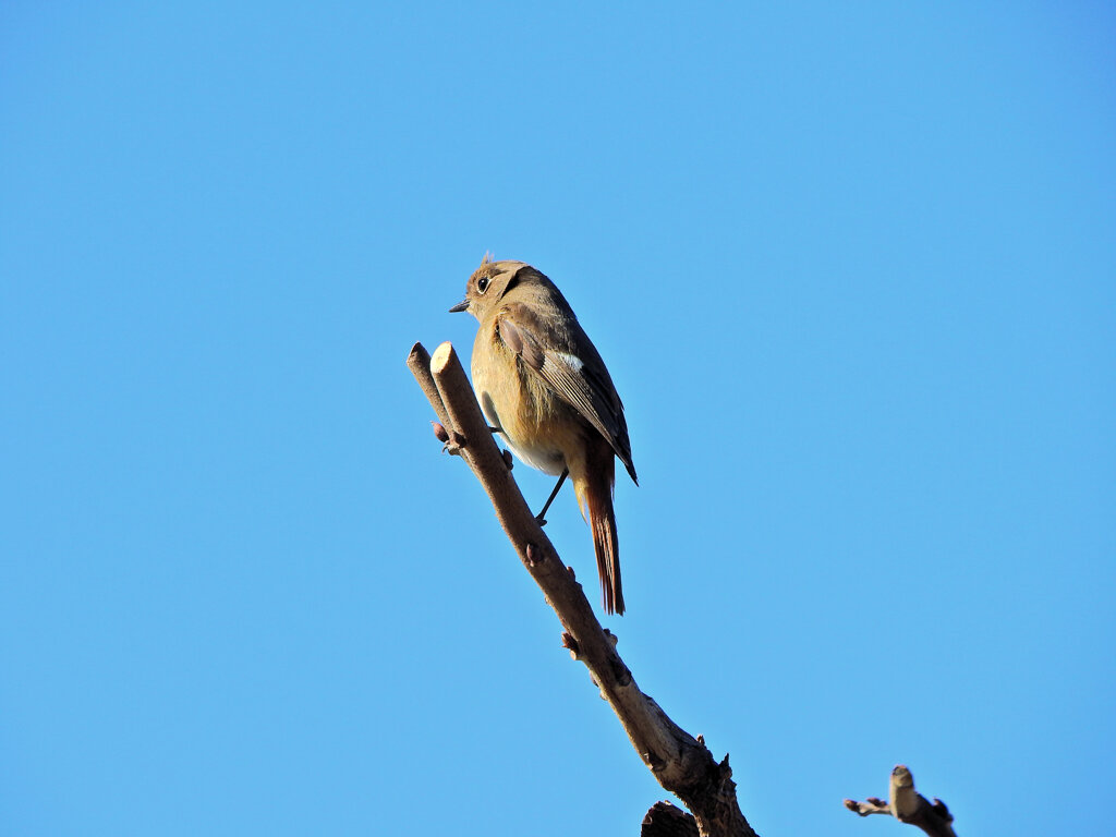 ジョビ子　さん　3/3