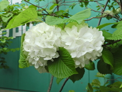 大手毬 （おおでまり）白くなった　３