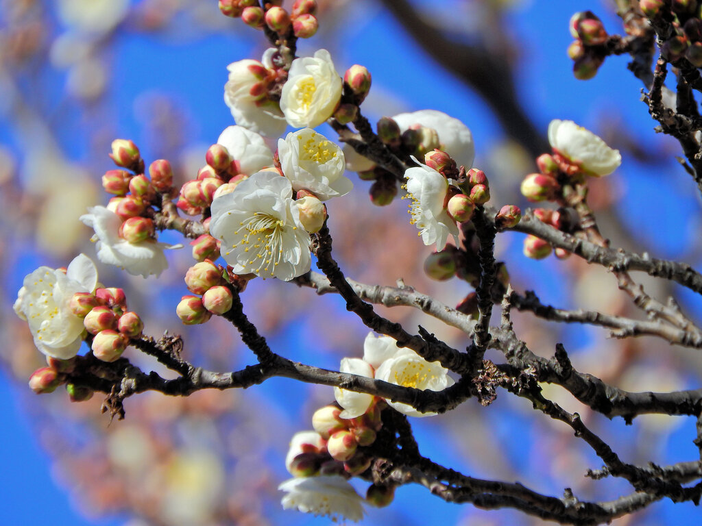 近所の幼稚園の園庭で白梅が開花　３