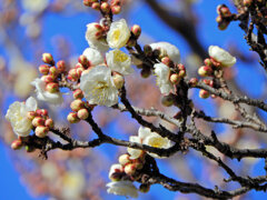 近所の幼稚園の園庭で白梅が開花　３