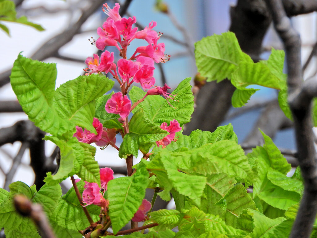 季節外れの紅花栃の木の花１