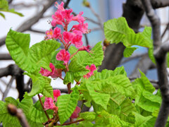 季節外れの紅花栃の木の花１