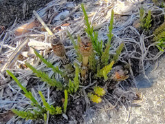 啓蟄　土筆　８