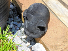 暑いʅ(=^☻ω☻^=)ʃ