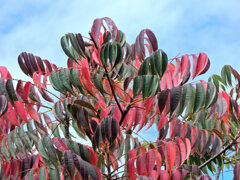 山黄櫨 （やまはぜ）のグラデーション　２