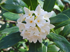 良いかほり　沈丁花　２