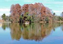 等々力緑地公園・・釣り堀池
